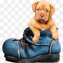 �ɰ�����-������