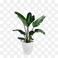 摄影绿色的植物盆栽效果-空若网 摄影绿色的植物盆栽效果-空若网