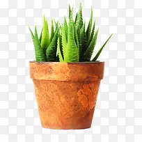 夏日摄影芦荟盆栽-空若网 夏日摄影芦荟盆栽-空若网