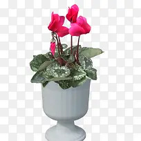 ���Ի�-������