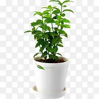 高清摄影绿色的草本植物盆栽效果-空若网 高清摄影绿色的草本植物盆栽效果-空若网