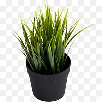 ������Ӱ��ɫ�Ĳݱ�ֲ������-������