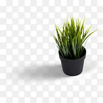 高清摄影绿色的植物盆栽效果-空若网 高清摄影绿色的植物盆栽效果-空若网