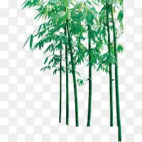 创意合成摄影绿油油的竹林-空若网 创意合成摄影绿油油的竹林-空若网