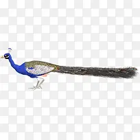 卡通手绘孔雀-空若网 卡通手绘孔雀-空若网