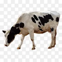 吃草的奶牛-空若网 吃草的奶牛-空若网