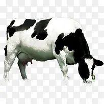 ����ϳɳԲݵ���ţ-������