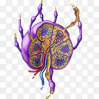 淋巴系统-空若网 淋巴系统-空若网