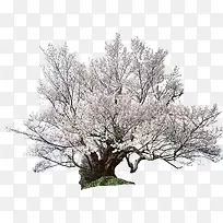 春季粉色樱花大树-空若网 春季粉色樱花大树-空若网