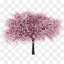 樱花大树-空若网 樱花大树-空若网