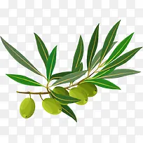 ÑîÌÒPNGʸÁ¿ËزÄ-¿ÕÈôÍø ÑîÌÒPNGʸÁ¿ËزÄ-¿ÕÈôÍø