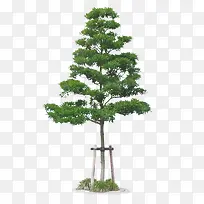 С��÷��-������