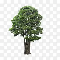 小杨梅树-空若网 小杨梅树-空若网