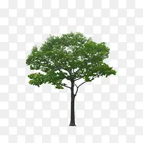 小杨梅树-空若网 小杨梅树-空若网