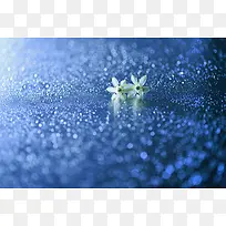 白色小花桌面壁纸-空若网 白色小花桌面壁纸-空若网