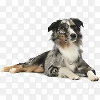 花色可爱小狗桌面-空若网 花色可爱小狗桌面-空若网