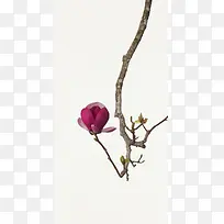 树枝含蓄害羞花朵-空若网 树枝含蓄害羞花朵-空若网