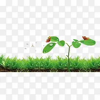 绿化小草-空若网 绿化小草-空若网