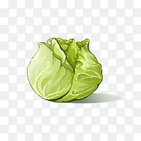 甘蓝插画-空若网 甘蓝插画-空若网