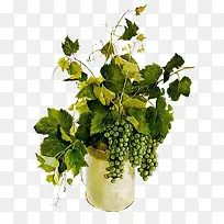 手绘花卉素材花卉背景素材-空若网 手绘花卉素材花卉背景素材-空若网