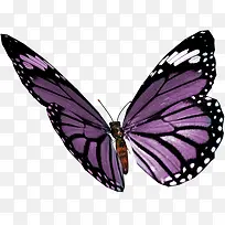 一只蝴蝶-空若网 一只蝴蝶-空若网