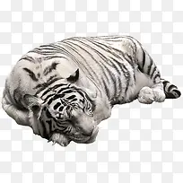 创意合成效果老虎-空若网 创意合成效果老虎-空若网