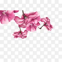 粉色木棉花-空若网 粉色木棉花-空若网