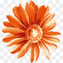 橙色的菊花鲜艳开放-空若网 橙色的菊花鲜艳开放-空若网