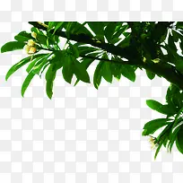 右上角开花树枝树干-空若网 右上角开花树枝树干-空若网