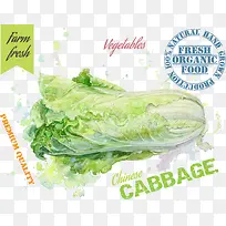大白菜蔬菜绘画设计矢量素材-空若网 大白菜蔬菜绘画设计矢量素材-空若网