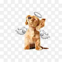 天使狗-空若网 天使狗-空若网