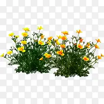 高清摄影茁壮成长的花卉-空若网 高清摄影茁壮成长的花卉-空若网