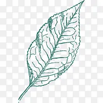 桑叶手绘-空若网 桑叶手绘-空若网