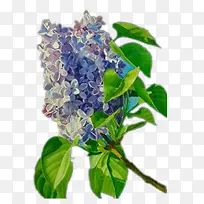 漂亮的风信子花-空若网 漂亮的风信子花-空若网