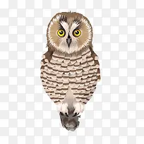 水彩猫头鹰-空若网 水彩猫头鹰-空若网