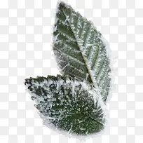 ʵ��ѩ��˪����Ҷ-������