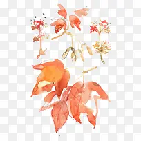 水彩植物-空若网 水彩植物-空若网