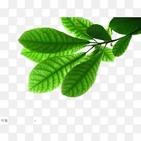 绿色的树叶-空若网 绿色的树叶-空若网