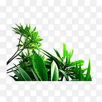 绿色的树叶树枝-空若网 绿色的树叶树枝-空若网