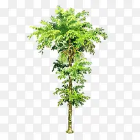 矢量短穗灌木免扣素材-空若网 矢量短穗灌木免扣素材-空若网