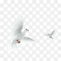 鸽子-空若网 鸽子-空若网