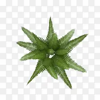 绿色百叶草-空若网 绿色百叶草-空若网