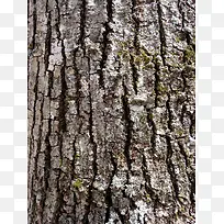 ��Ƥ��������-������