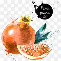 水墨风插画石榴-空若网 水墨风插画石榴-空若网