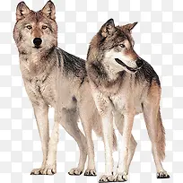 野外高清摄影动物世界-空若网 野外高清摄影动物世界-空若网