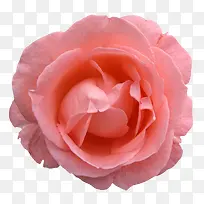 创意花卉图片花卉图案素材 粉色-空若网 创意花卉图片花卉图案素材 粉色-空若网