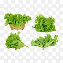 青菜叶子蔬菜-空若网 青菜叶子蔬菜-空若网