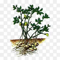 花生-空若网 花生-空若网