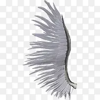 白天使翅膀-空若网 白天使翅膀-空若网