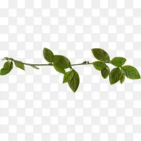 枝条-空若网 枝条-空若网